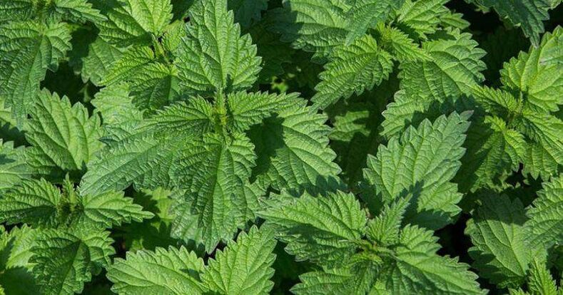 Nettle to treat prostatitis